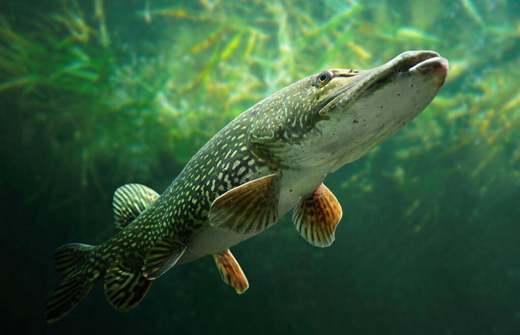 千年前的北海,神秘的贝加尔湖,鱼种虽富饶但征服它不简单