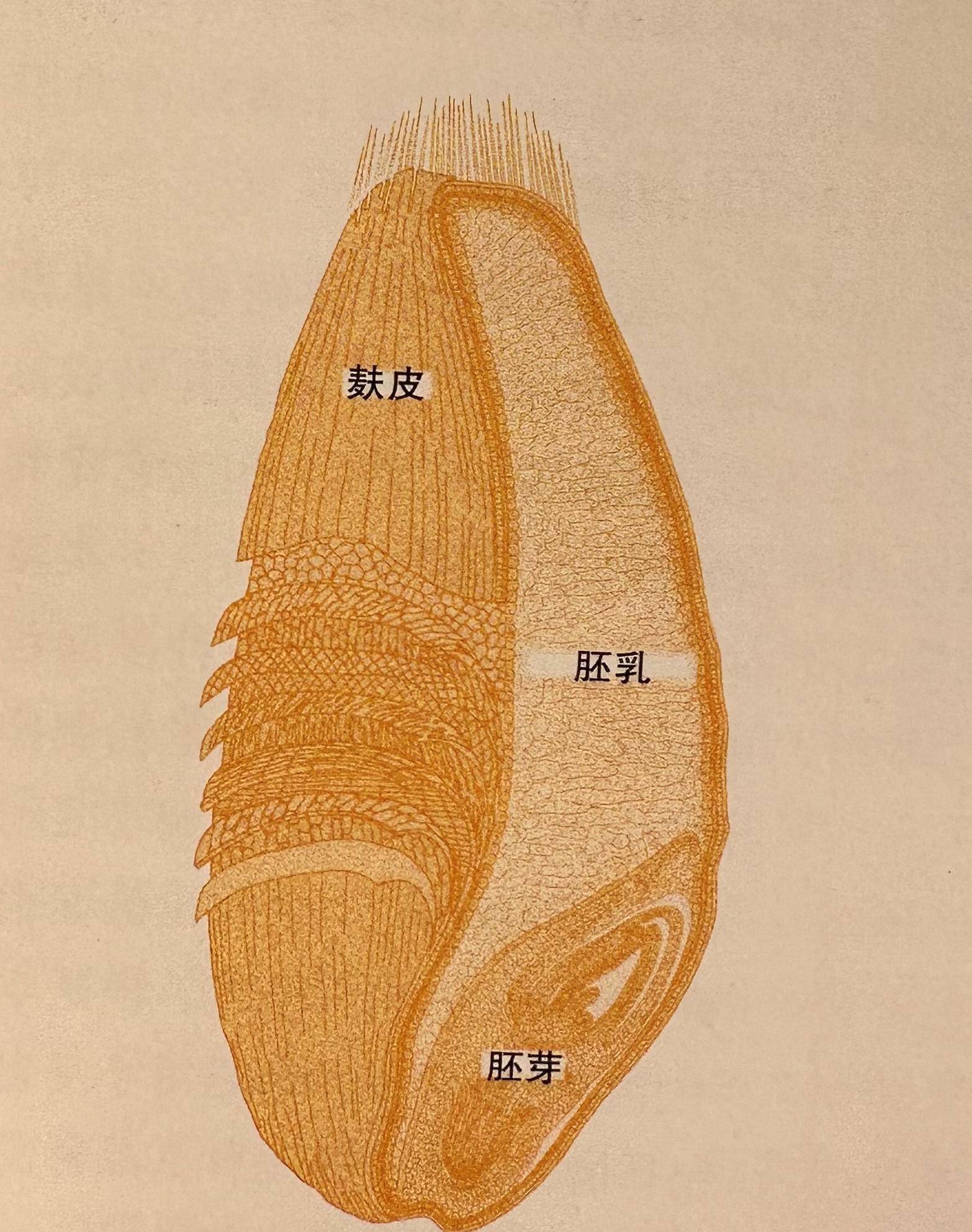 小麦种子剖面图图片