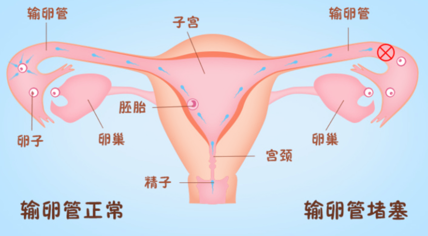 给女性移植猩猩卵巢,给男性移植猴子睾丸,科学家究竟想干什么?
