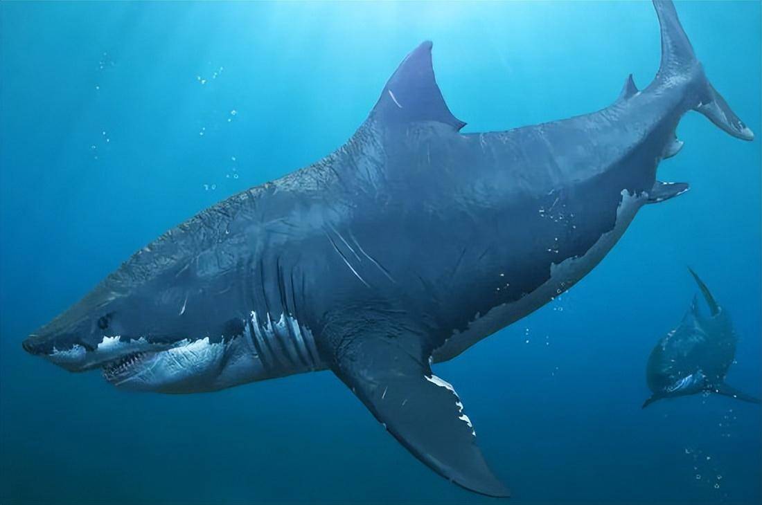 历史上最大的鲨鱼图片