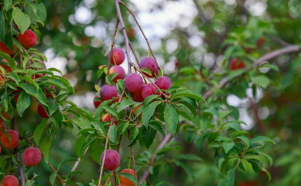 百元一斤的美国樱桃李,现已无人问津,中国消费者的味觉不容忽悠_水果