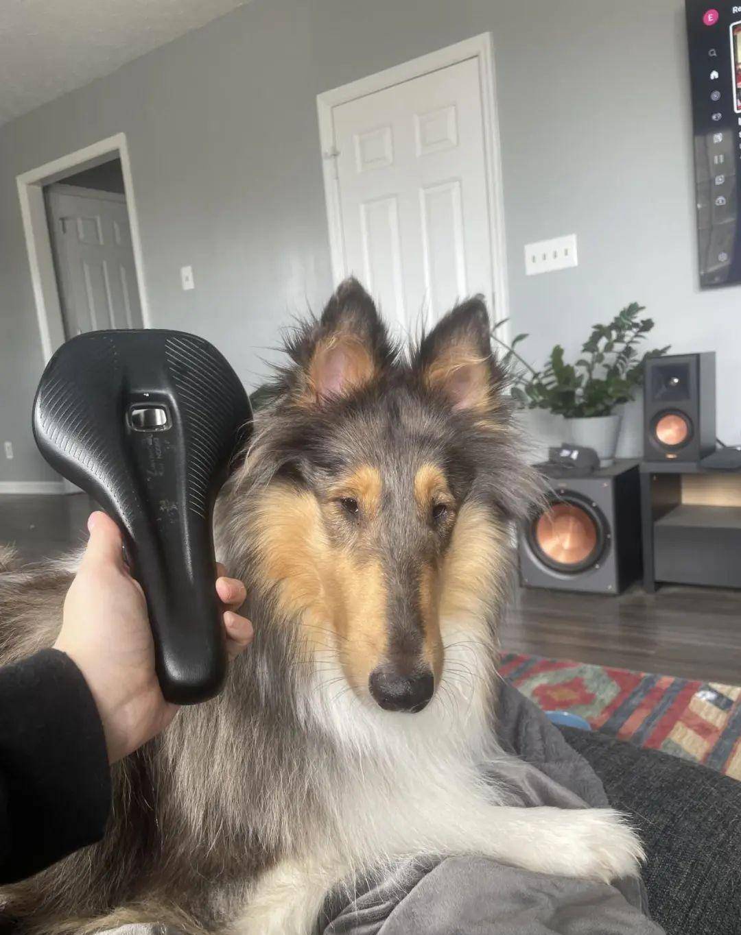 狗狗:我真会绑q!最后,我只是坐在汽车座椅上回家了.