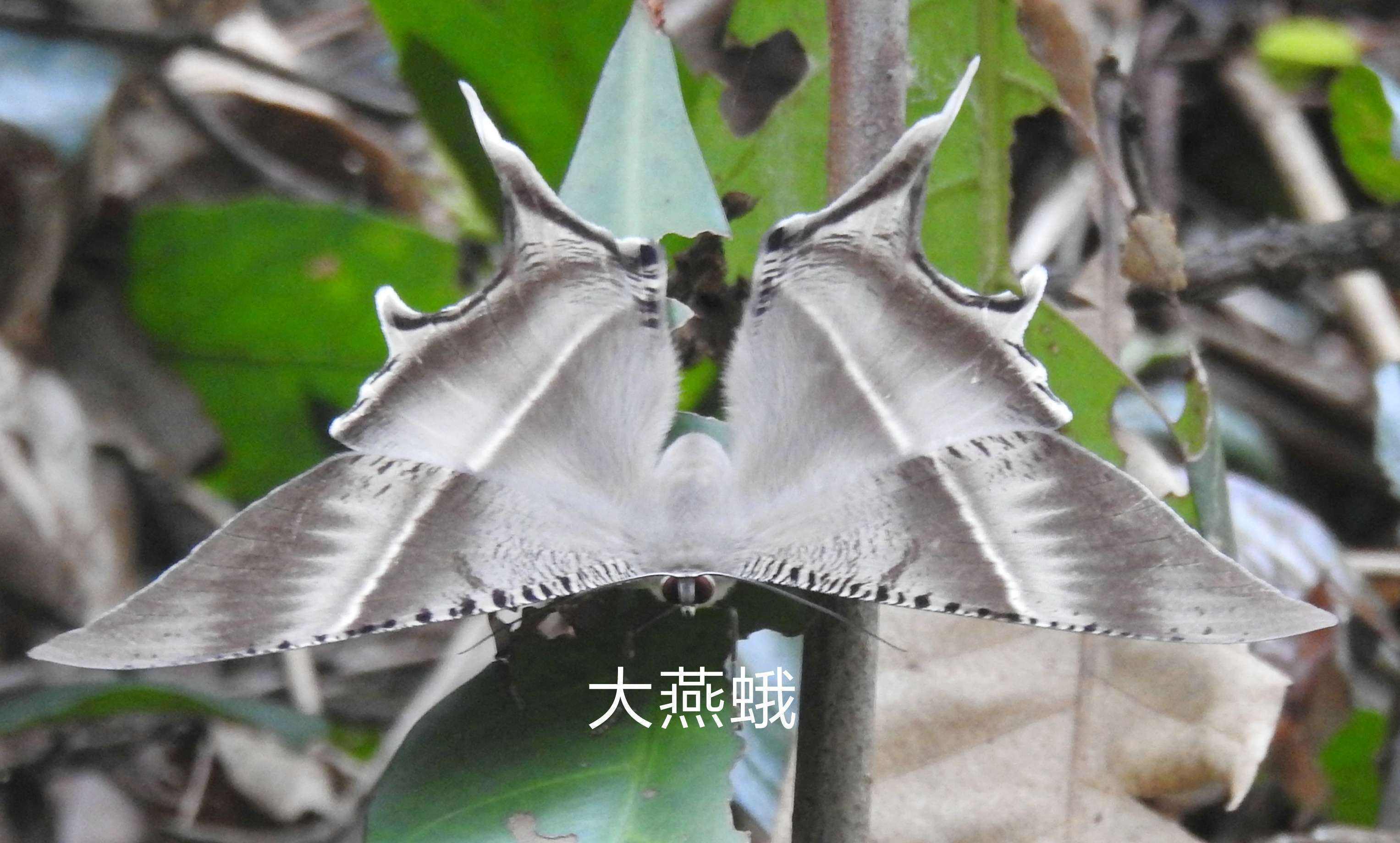 大自然探索-粉翠缟素说蛾子_蚕蛾_蝴蝶_鬼脸