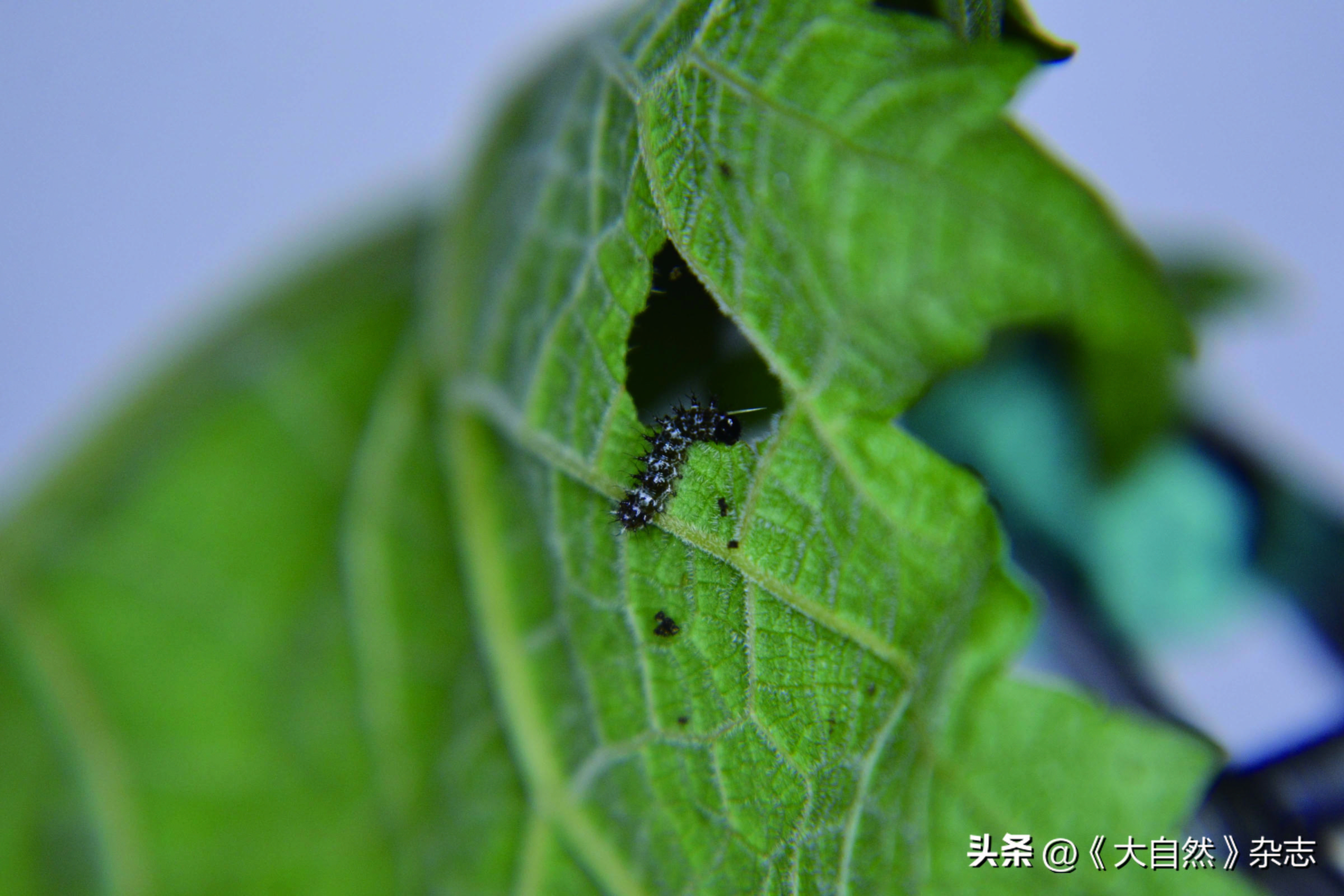 巨型钩蛱蝶二龄幼虫侧面三龄幼虫头壳黑色,体白色间有黑色斑,背部三道