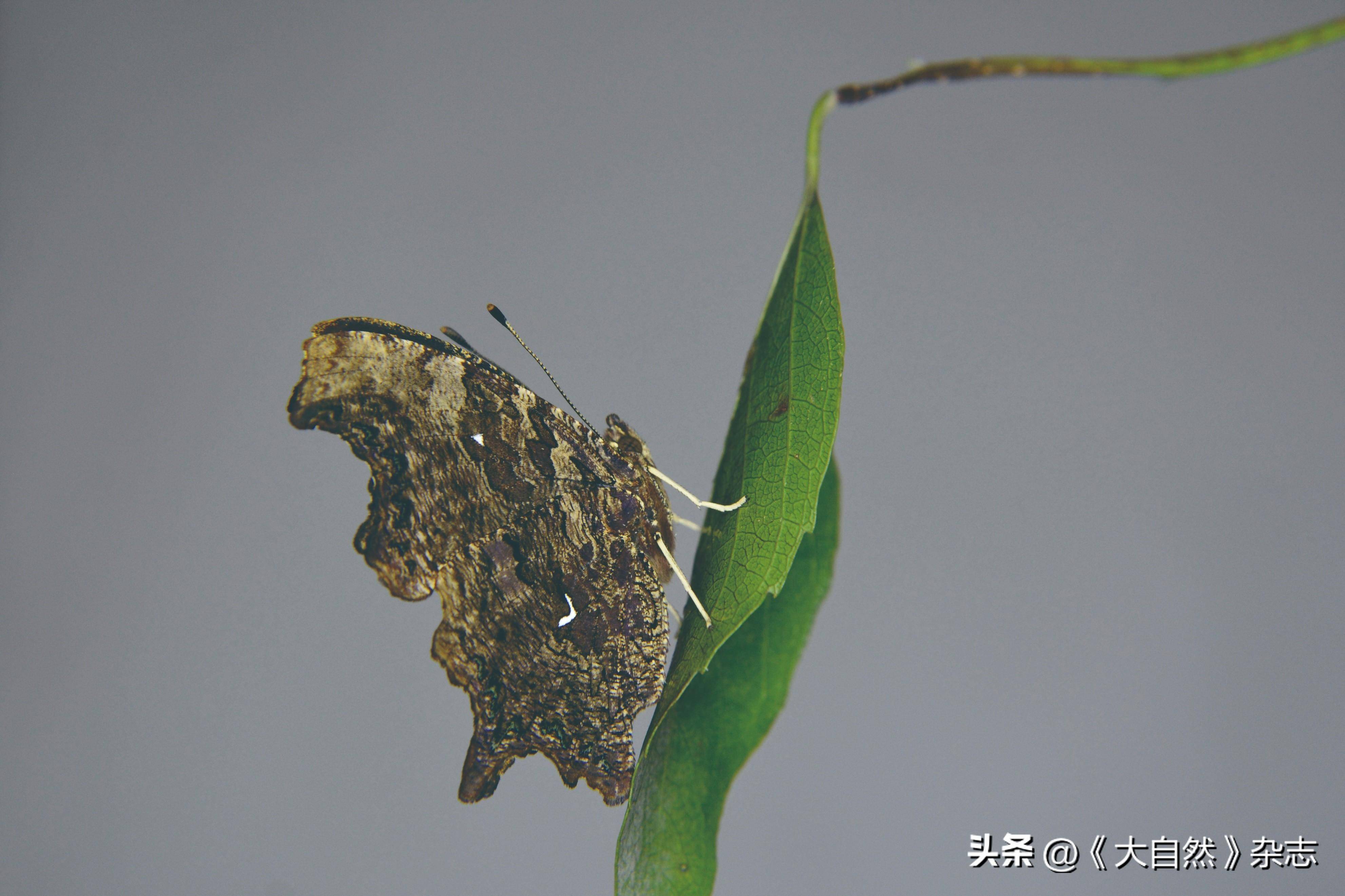 寻找秦岭的巨型钩蛱蝶_幼虫_宝鸡_艾麻