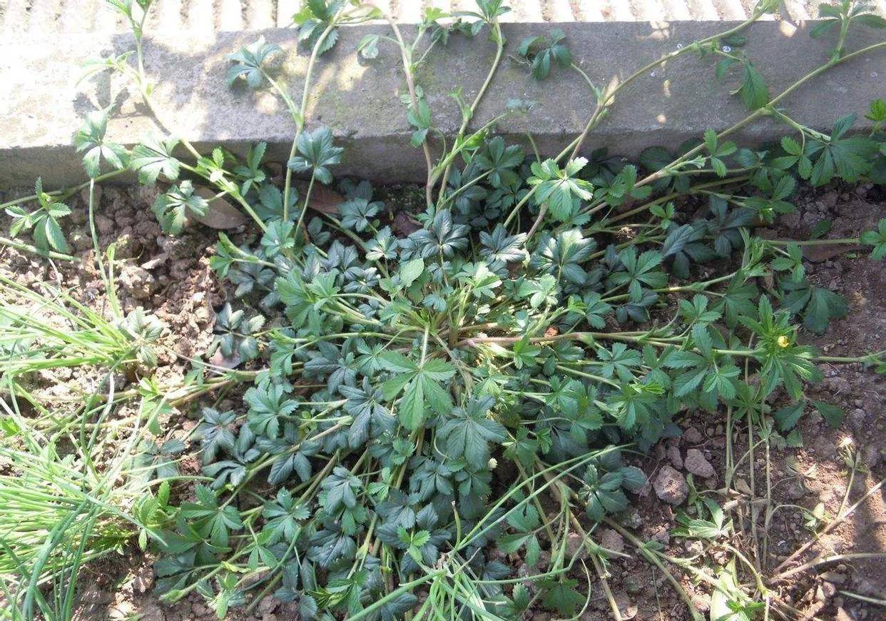 农村常见的蛇含草,大家只知道当野菜,殊不知是珍贵的"止咳草"_植株