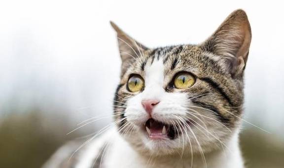 猫咪喵喵的叫声是什么意思?为什么它总跟我叫呢_时候_人类_食物