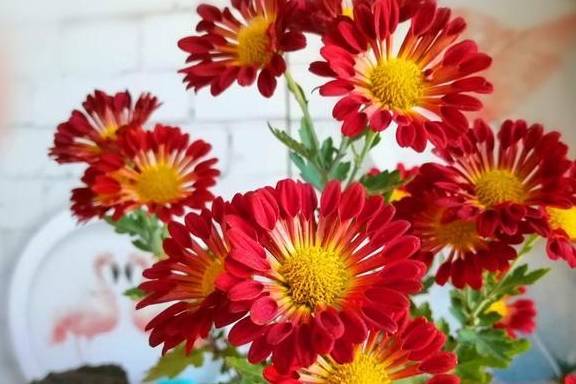 零下3度也冻不死的菊花,冬天搬入室内不用精心养护,也开花不断_女王