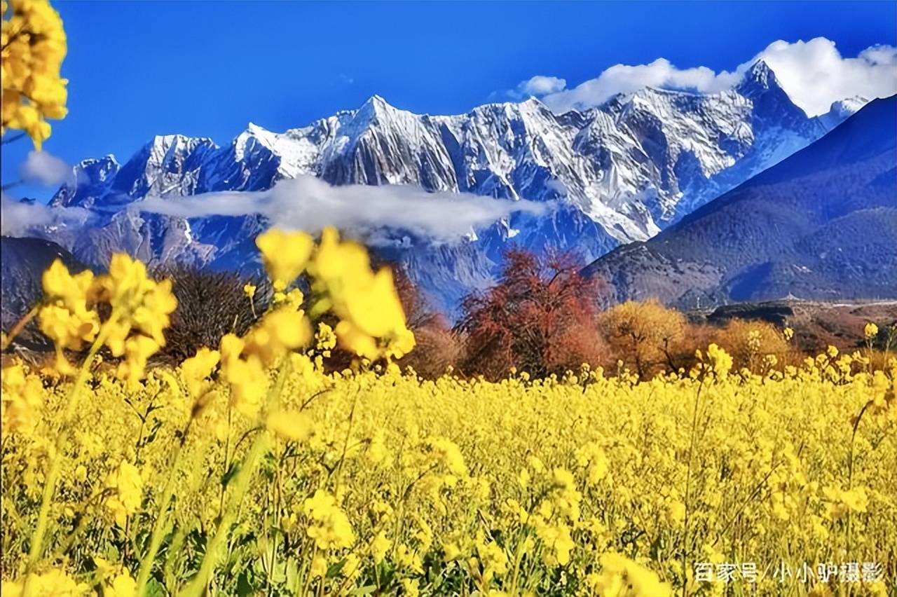 格勒巴桑:投身特色产业 助力乡村振兴_发展_西藏_品牌