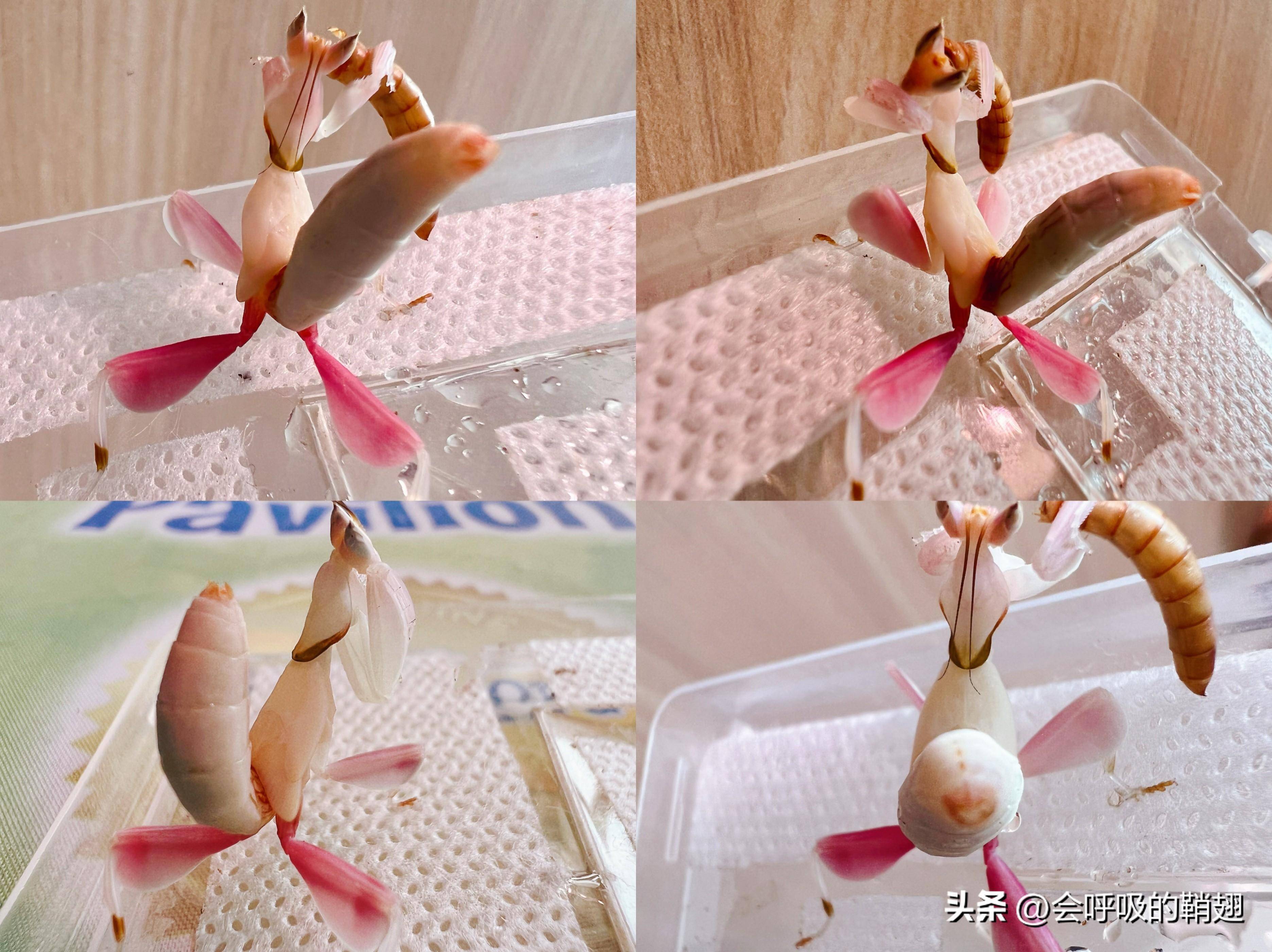 昆虫饲养笔记:4个月喂养10只兰花螳螂,我们经历了什么?