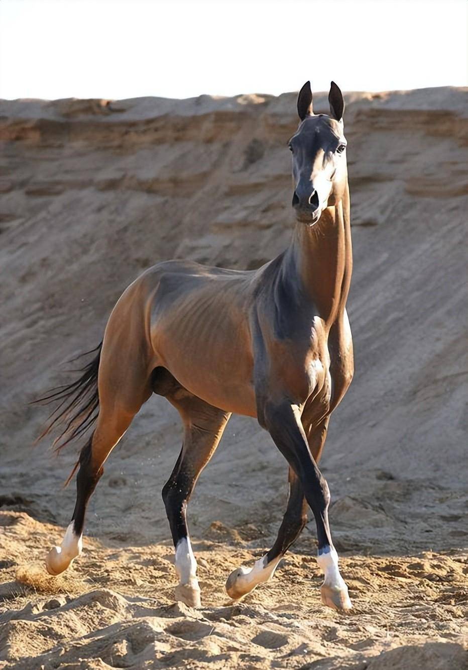 阿哈尔捷_元帅_战马