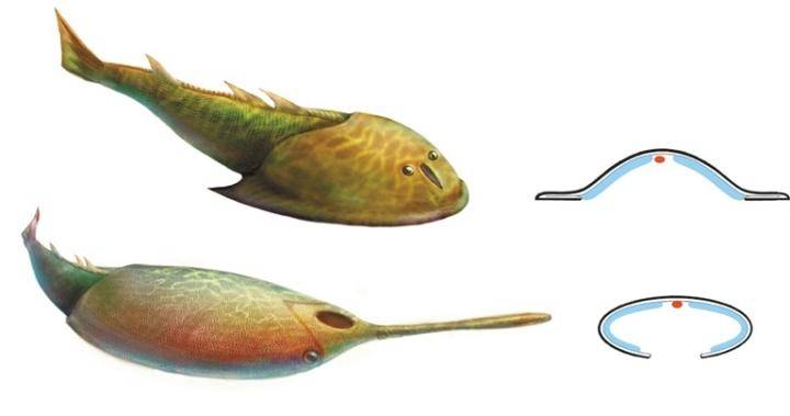 劍裂甲魚第一個擁有流線型體形的盔甲魚_生活_於頭甲_化石