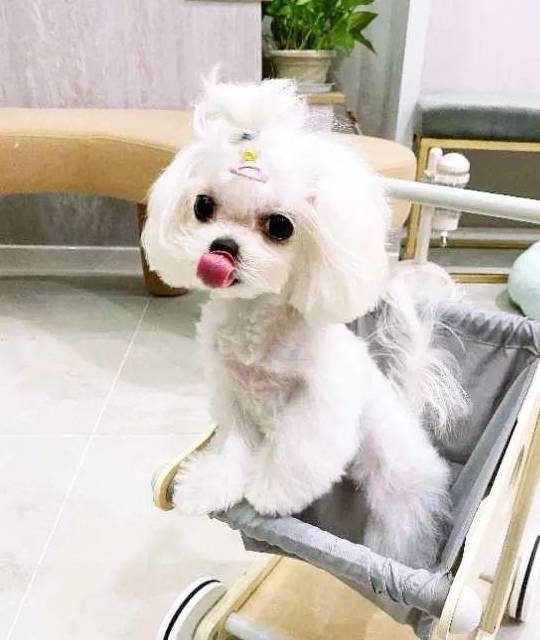 就能看到一大群马尔济斯犬"狗狗迎宾队"推开店门真是一时撸一时爽