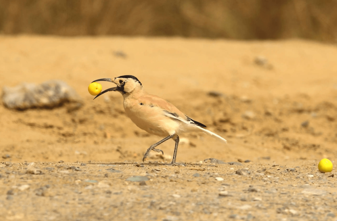 地鸦与地鵏用生命告诉我们:只有荒凉的沙漠,没有荒凉的生命_鸟类_食物