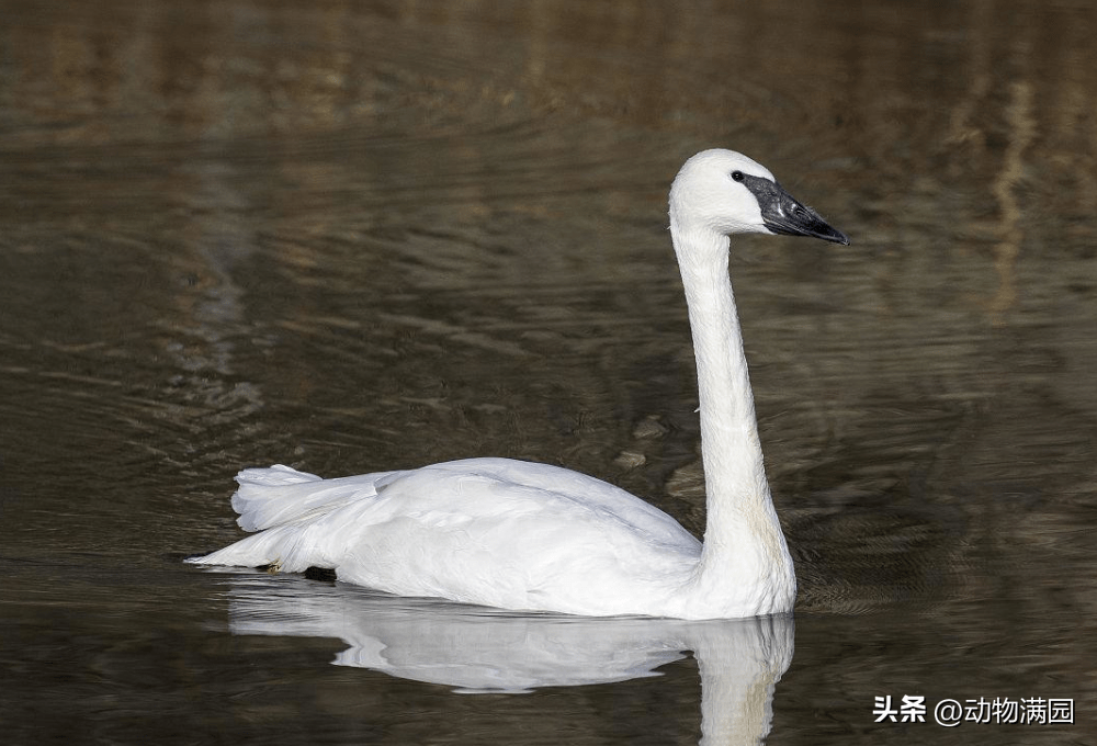 物种百科:黑嘴天鹅_雌鸟_游泳_全身