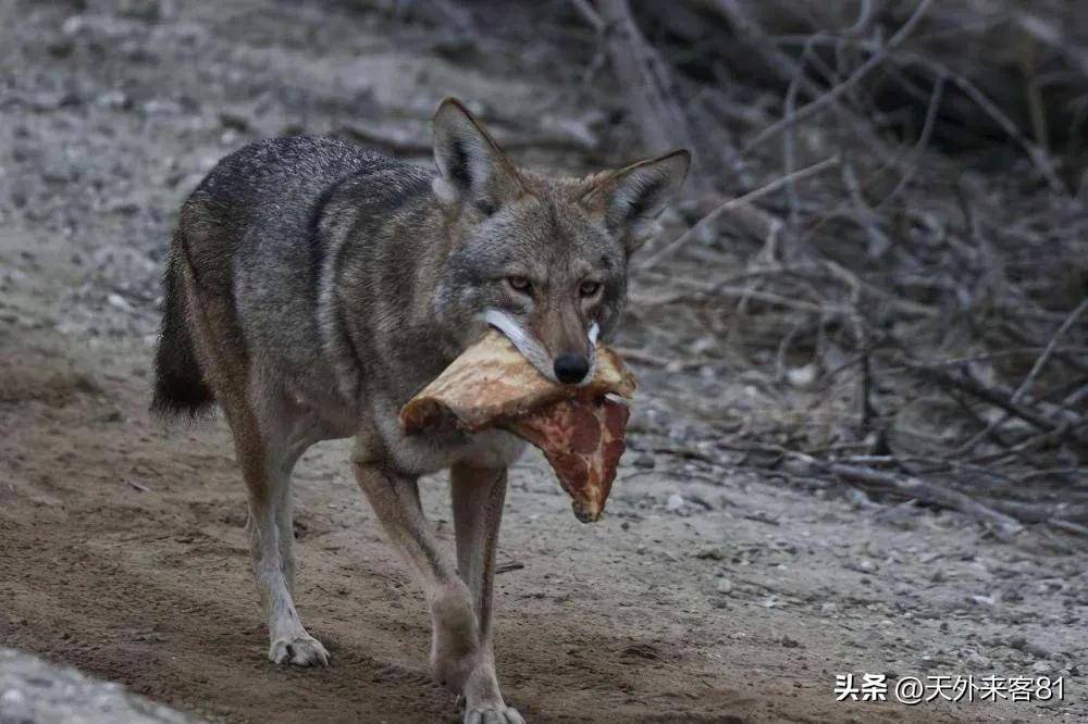 每日一动物:郊狼〔jiāo láng〕_活动_地区_北美