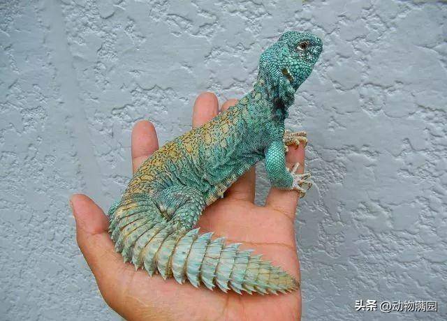 物种百科:华丽王者蜥_花纹_亚种_背部