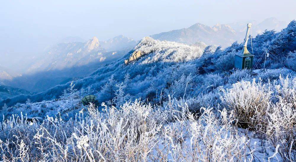 山東各地驚現霧凇奇觀,玉樹冰花,拍照超出片!_泰山_景區_嶗山