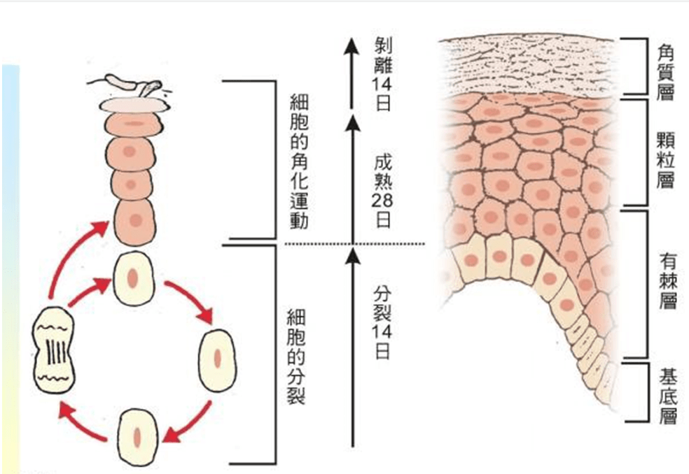 科普| 關於皮膚組織結構,你真的瞭解嗎?_細胞_表皮層_顆粒