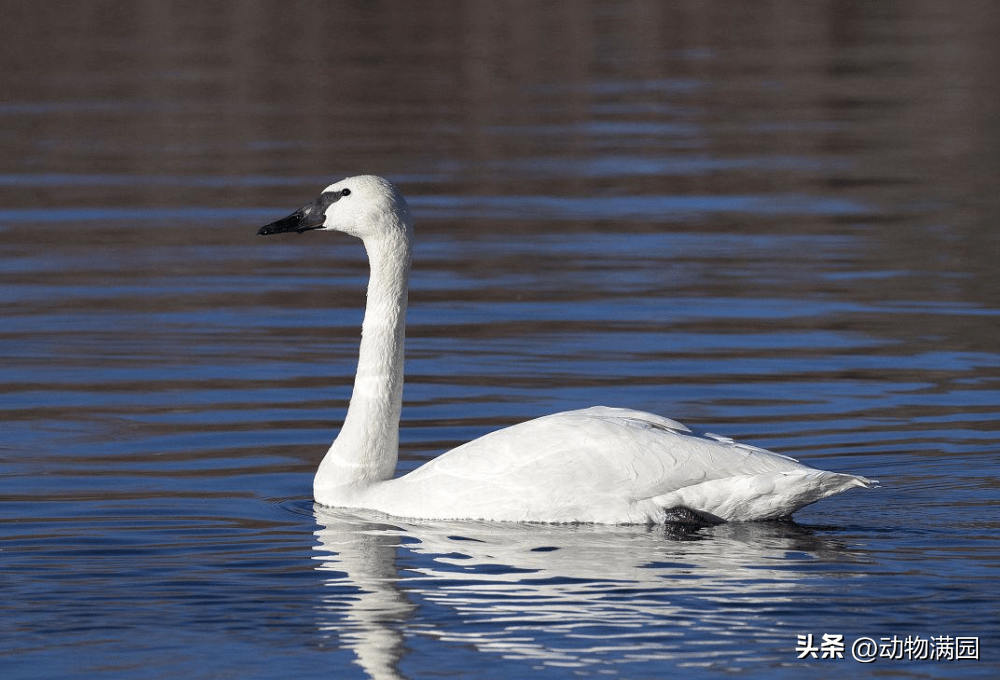 物种百科:黑嘴天鹅_雌鸟_游泳_全身