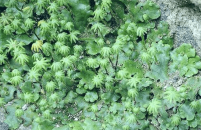 边缘波曲呈不规则的云片状,又称一团云,米海苔,龙眼菜,地梭罗等名字