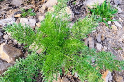 05麦蒿麦蒿又称米米蒿,是农村麦田里一种常见野生植物,也常见于路边或