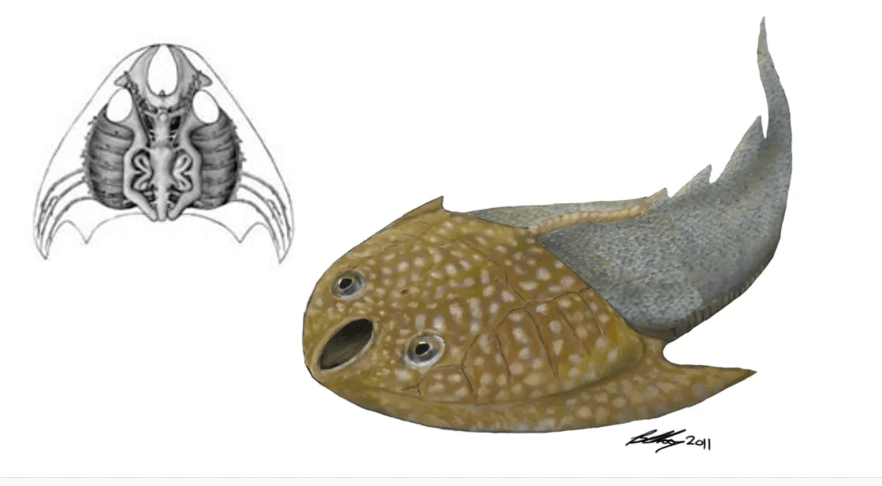 鳃已经完全用于呼吸不再用于进食,后来被划分到无颌总纲)和盾皮鱼纲