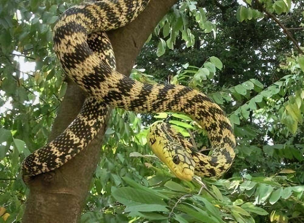 国外之神眼镜蛇,闯入我国,被无毒的王锦蛇吃掉了_毒蛇_毒液_臭味