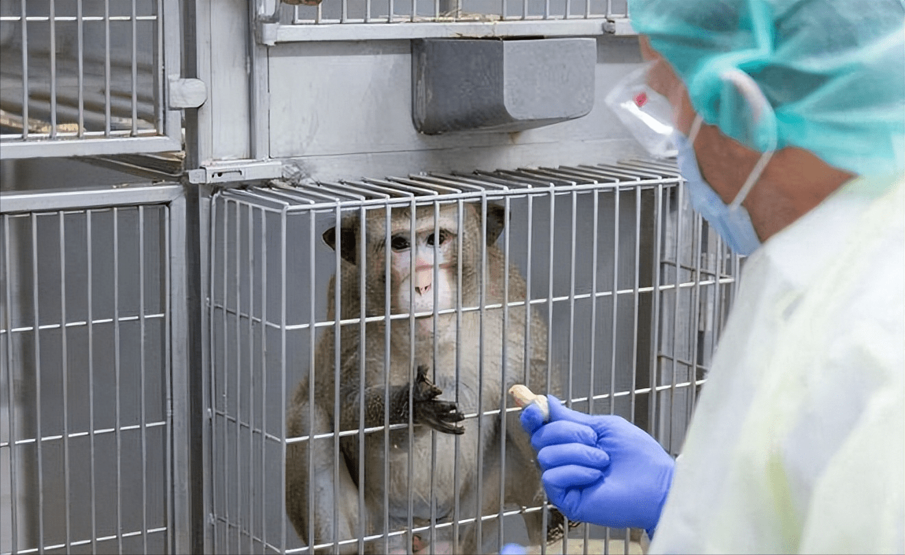 一只猴子16万!实验猴的作用有多大?人类是否违背人道主义?