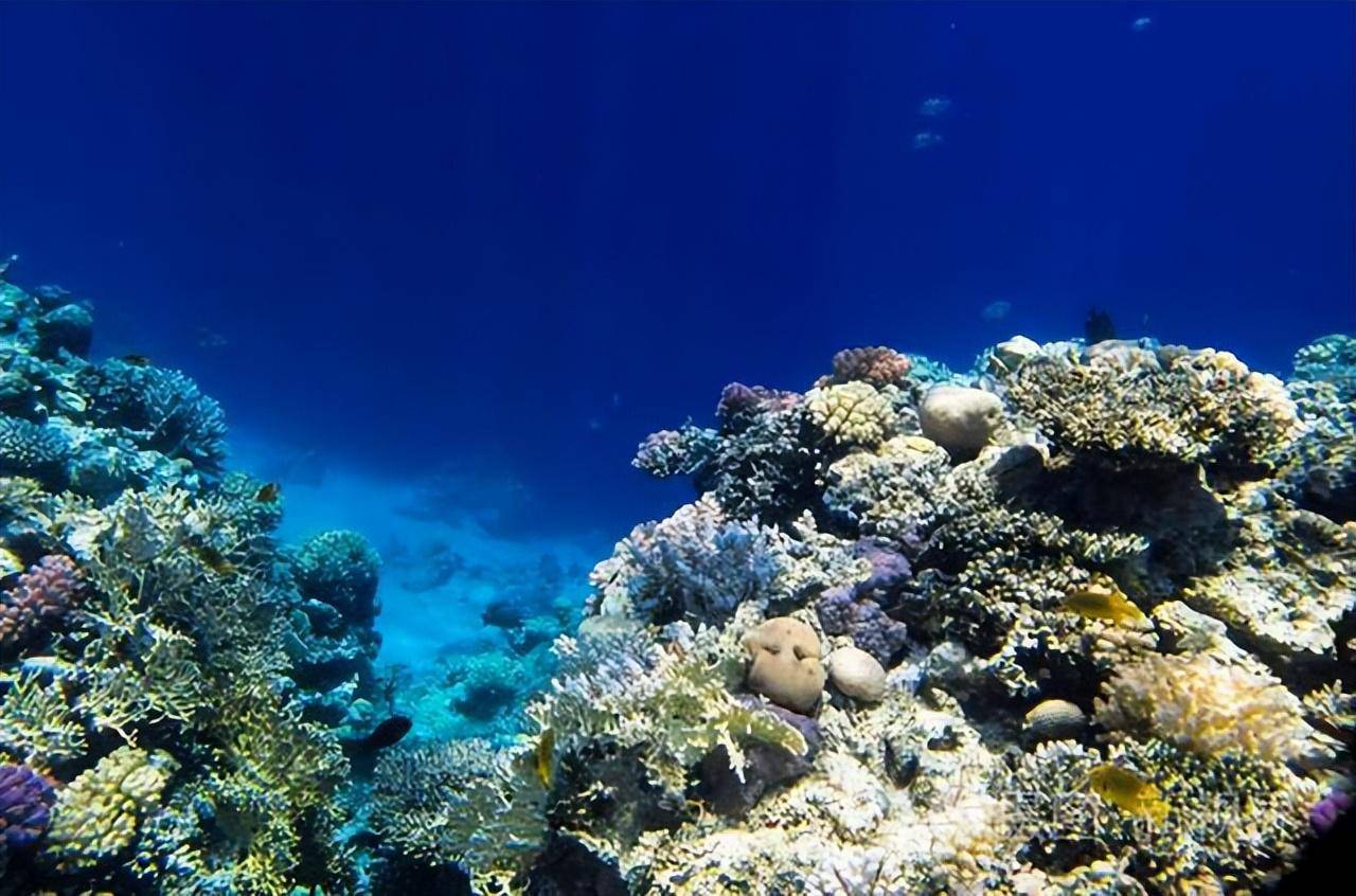 是鲸鱼对大海母亲最后的拥抱,也是鲸鱼最浪漫的重生_生物_深海_海底