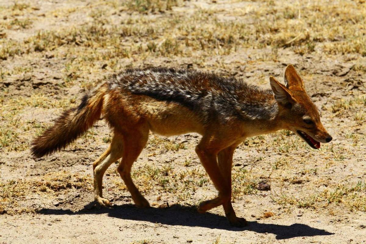 但论战斗力却远不如自己,即使是三只黑背胡狼,对于狞猫也只是小问题