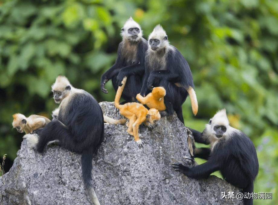 物种百科:白头叶猴_白色_生活_种群