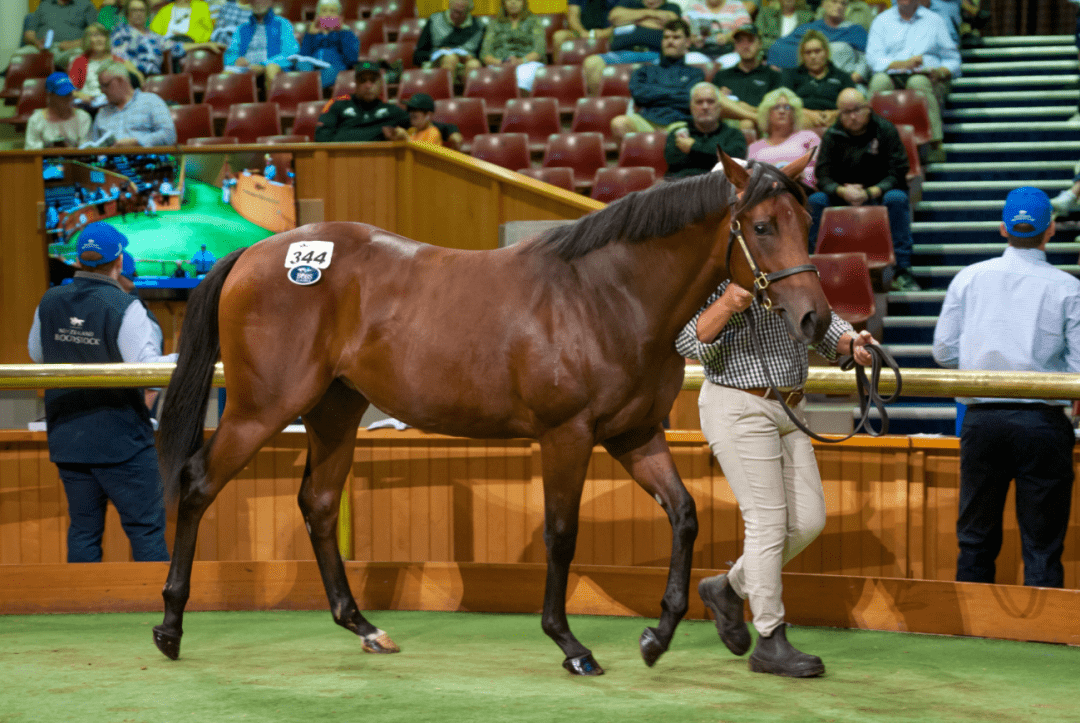 2023卡拉卡周岁马拍卖会创三年新高!_血统_子嗣_赛冠军