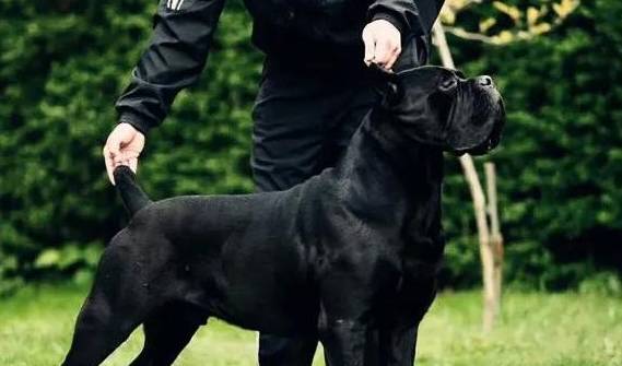 体重200斤的家庭护卫保镖,黑如铁,性如虎_卡斯罗_训练_主人