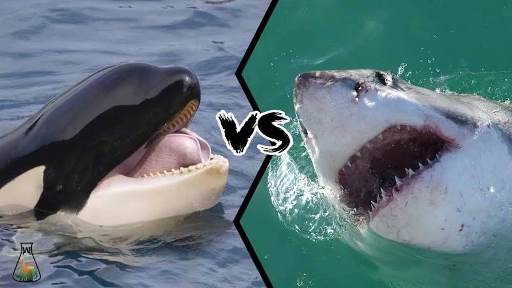 虎鲸vs大白鲨,生命与杀戮的轮回
