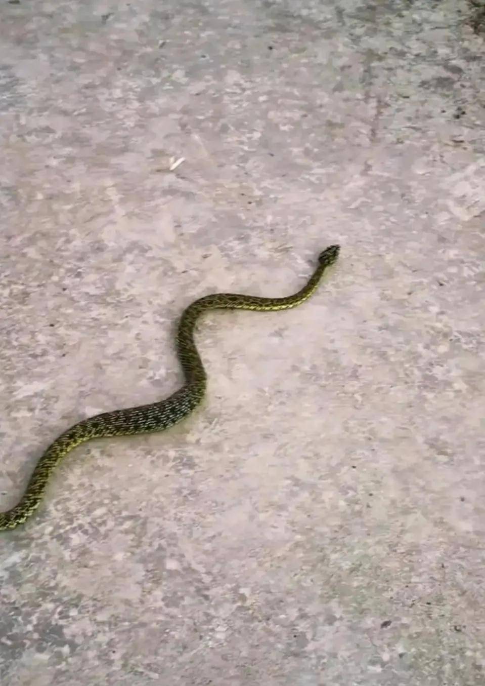 看到这条菜花蛇,差点没忍住把它抓起来把玩了_小伙子_时候_距离