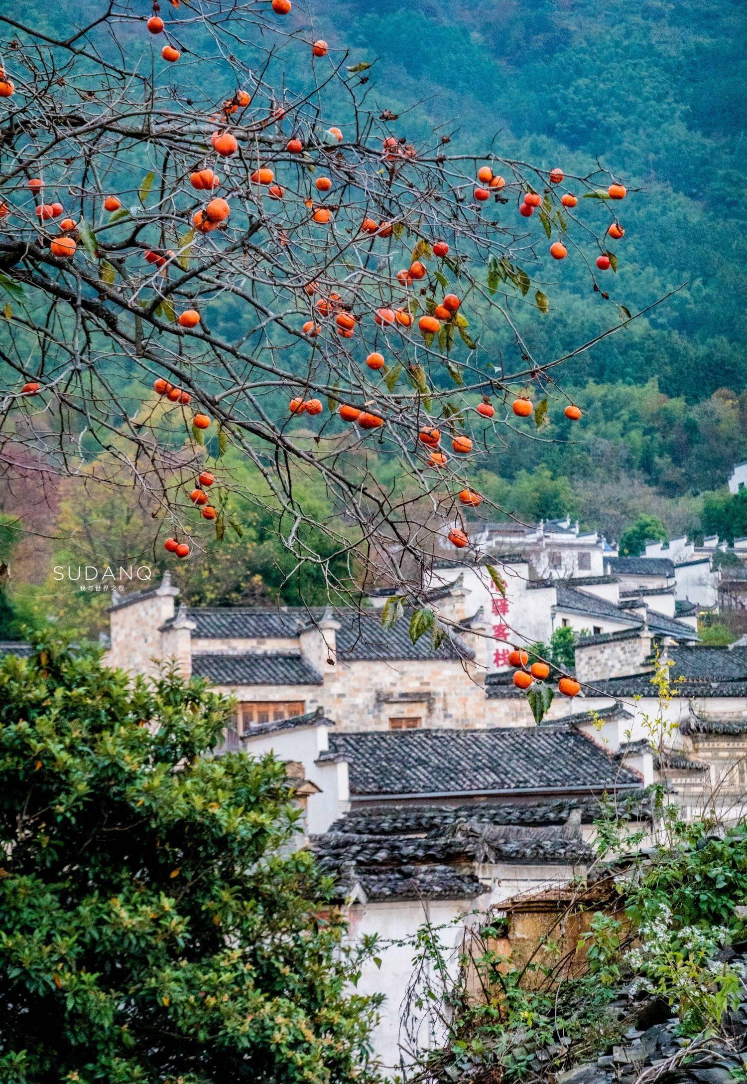 安徽这个小山村,被誉为中国四大最美秋色之一,历史将近千年