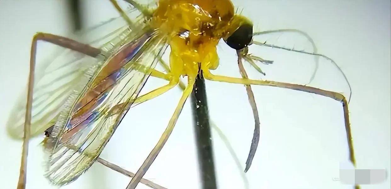 辽宁大连,发现罕见的金黄色蚊子,网友惊呼它们会不会传播病毒?