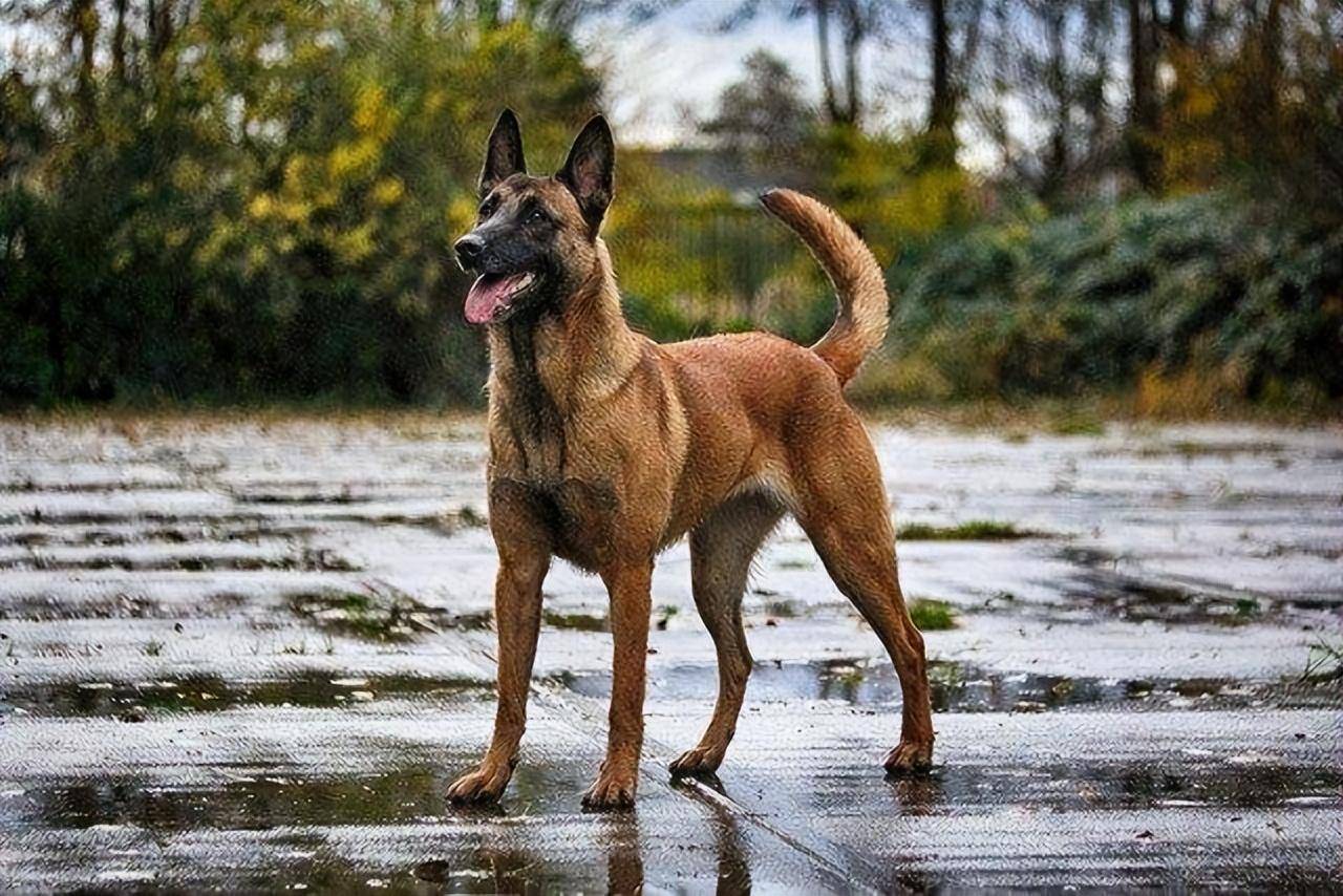 马犬:世界公认的最强工作犬,太有魅力了