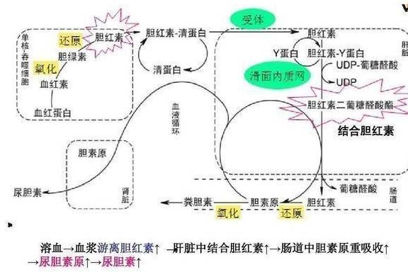 慢乙肝總膽紅素偏高 為什麼?_間接_膽汁_番茄