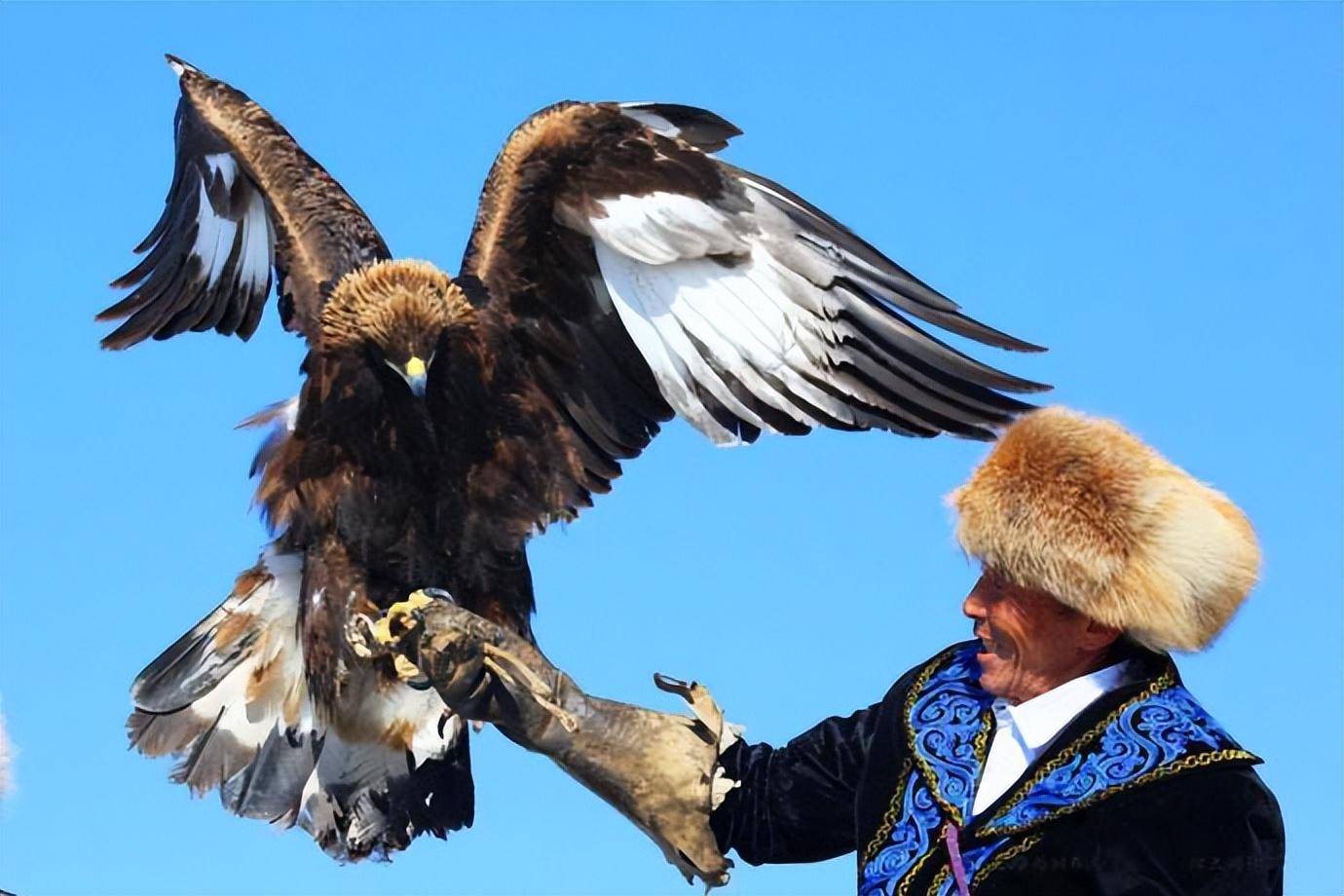 利爪猛刺野狼头部,金雕真是狼的天敌?_比赛_狼群_训练