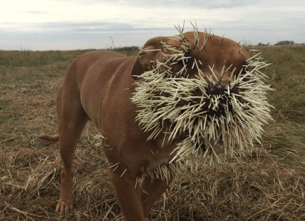 非洲豪猪,扎穿狮子花豹,身上的致命尖刺却是最先进的手术缝合针