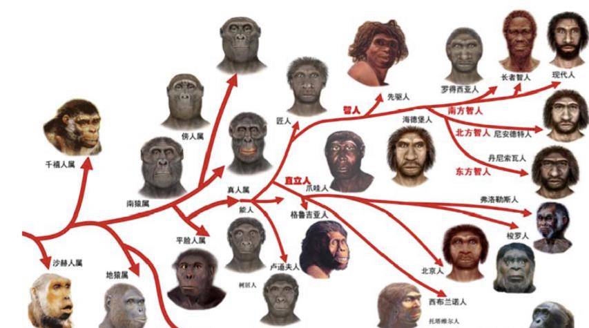 有一部纪录片叫做_智人_动物群_物种