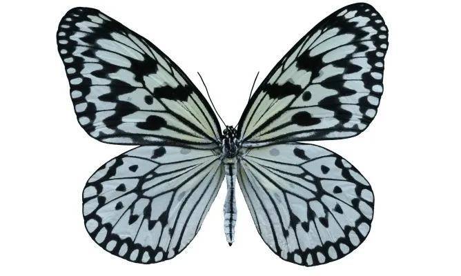 大帛斑蝶:黑白相间的幸运蝶