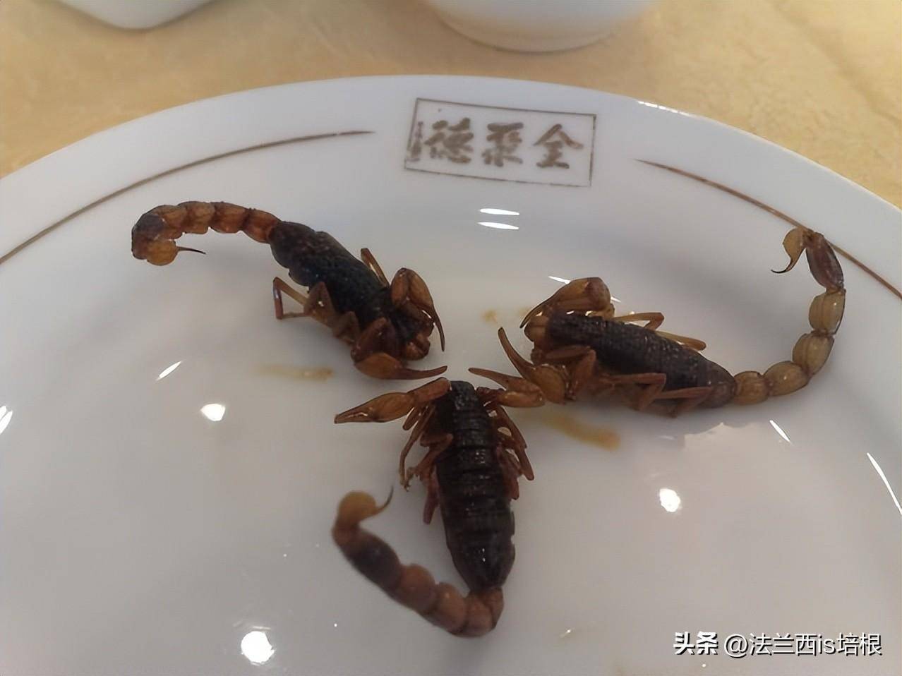 廣州海關截獲52只毒蠍,2招看穿蠍子:哪隻最毒,哪隻最難吃?