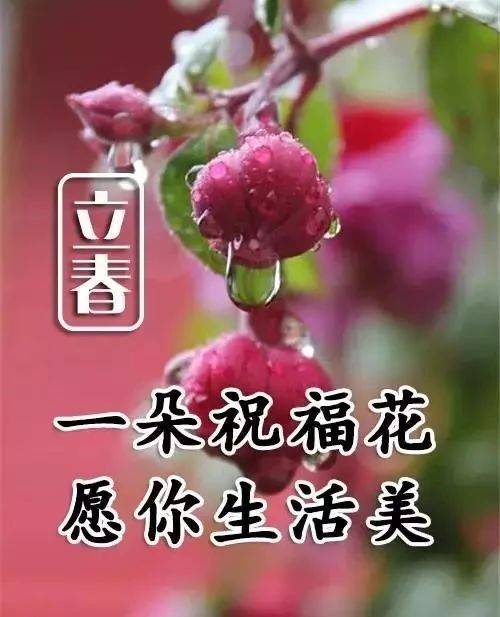 2023年2月4日立春问候祝福图片 立春最新问候祝福图片带字_生活_春雨