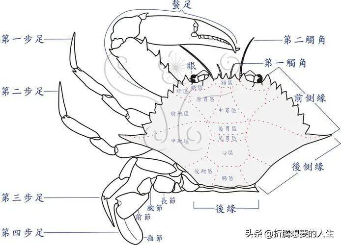 "横行将军"螃蟹为什么能横着走_运动_身体_身材