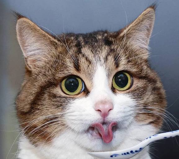 它被网友誉为是喵界的小霍金,双腿残疾却活成行走的表情包_rexie_猫咪