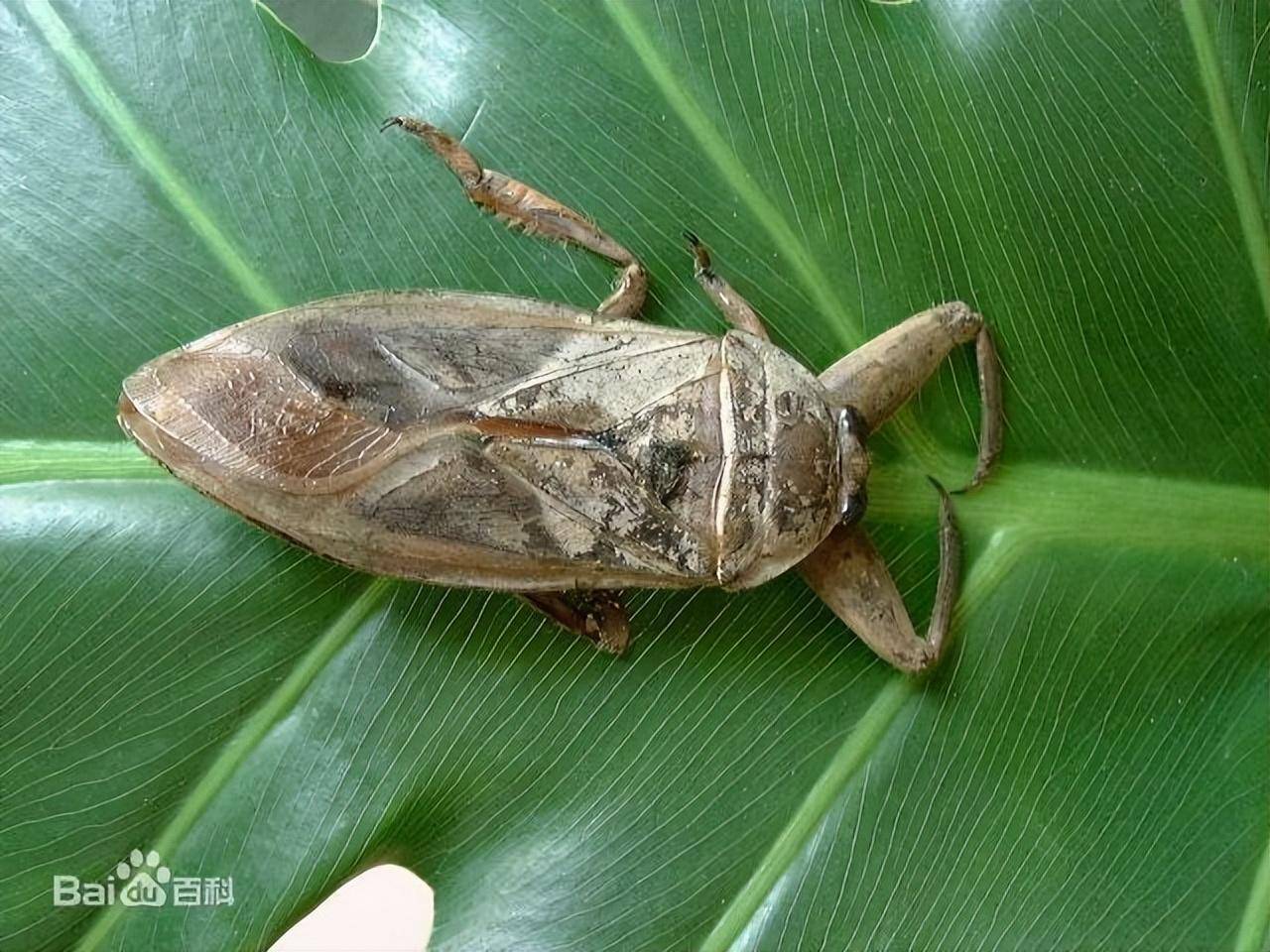 大田鳖 在中南半岛乡村市集贩售的大田鳖龙虱龙虱俗名水蟑螂,种类有黄