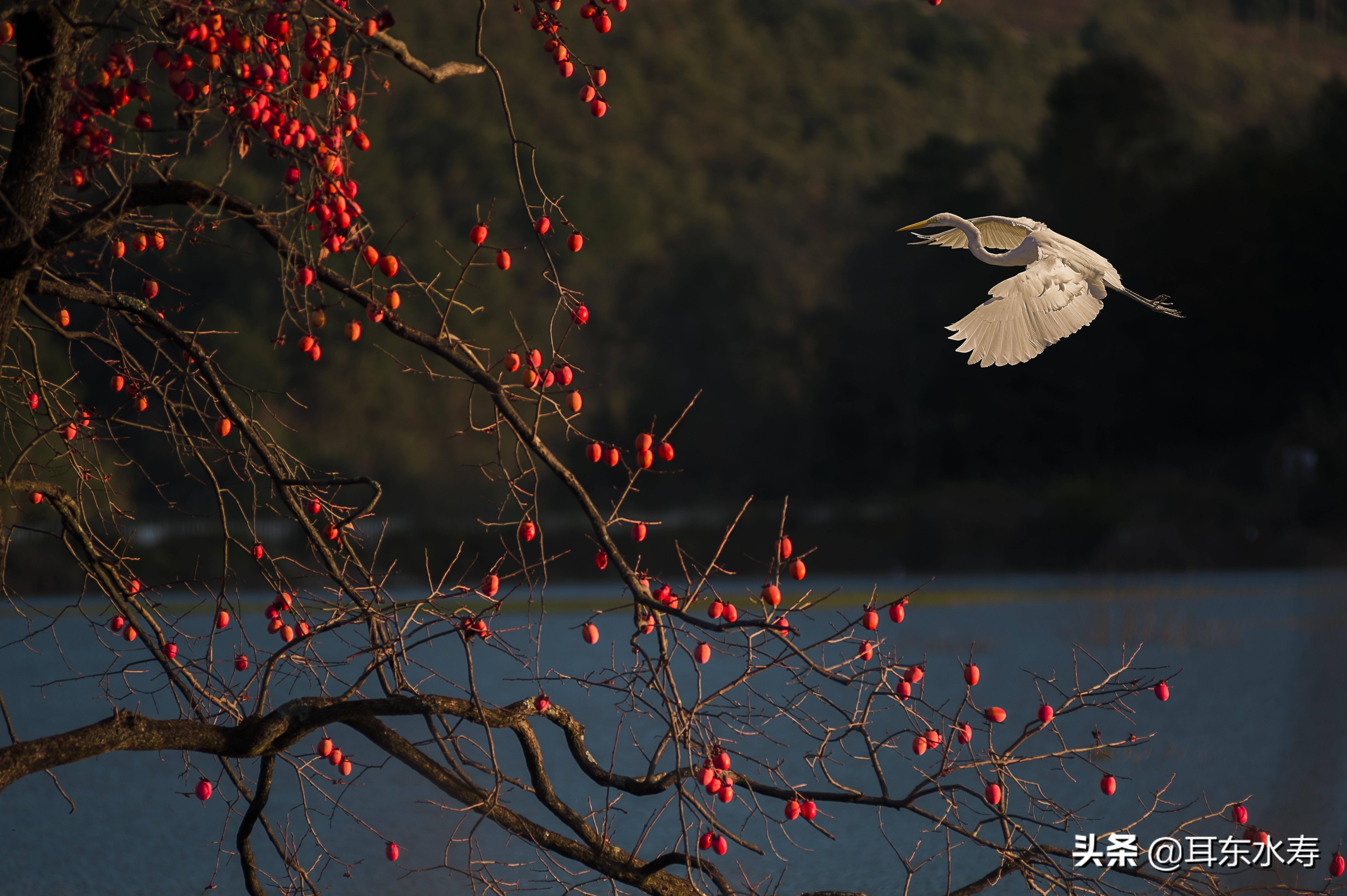 貴陽踏青哪裡去,永樂就是目的地,眾多永樂美圖首次公佈_攝影_桃花